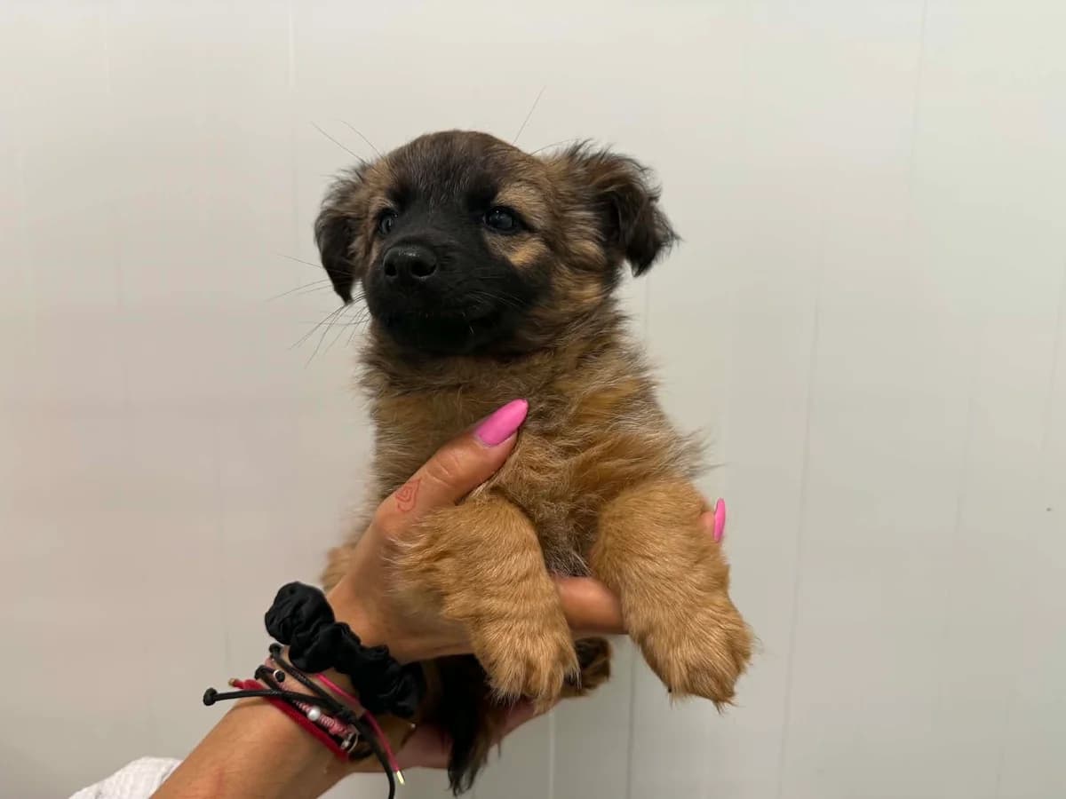 Łeba, female puppy mixed breed for adoption at Schronisko Na Paluchu, Warsaw