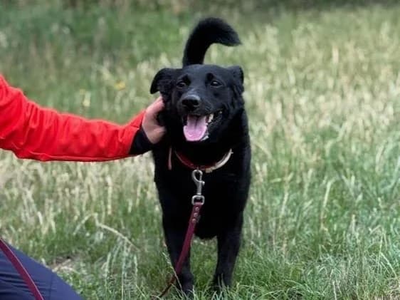 Zeus, male puppy mixed breed for adoption at Schronisko Na Paluchu, Warsaw