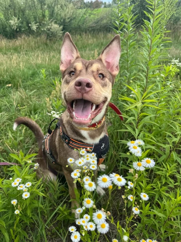 Lucyfer, male 5yo mixed breed for adoption at Schronisko Na Paluchu, Warsaw