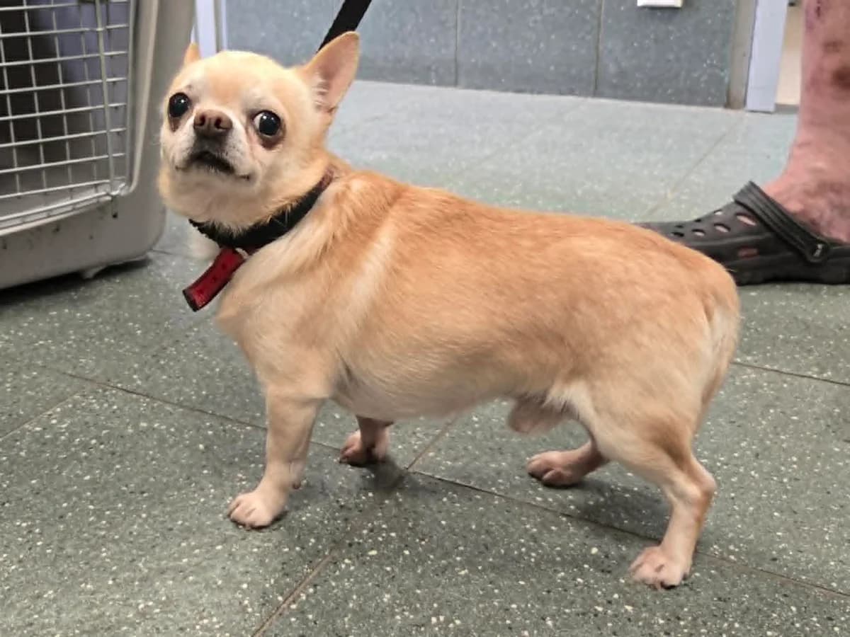 Cziczi, male senior Chihuahua for adoption at Schronisko Na Paluchu, Warsaw