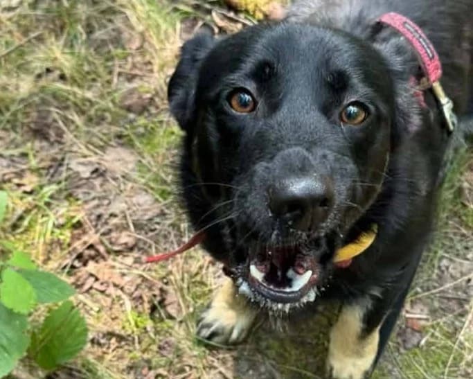 Bella, female 6yo mixed breed for adoption at Schronisko Na Paluchu, Warsaw