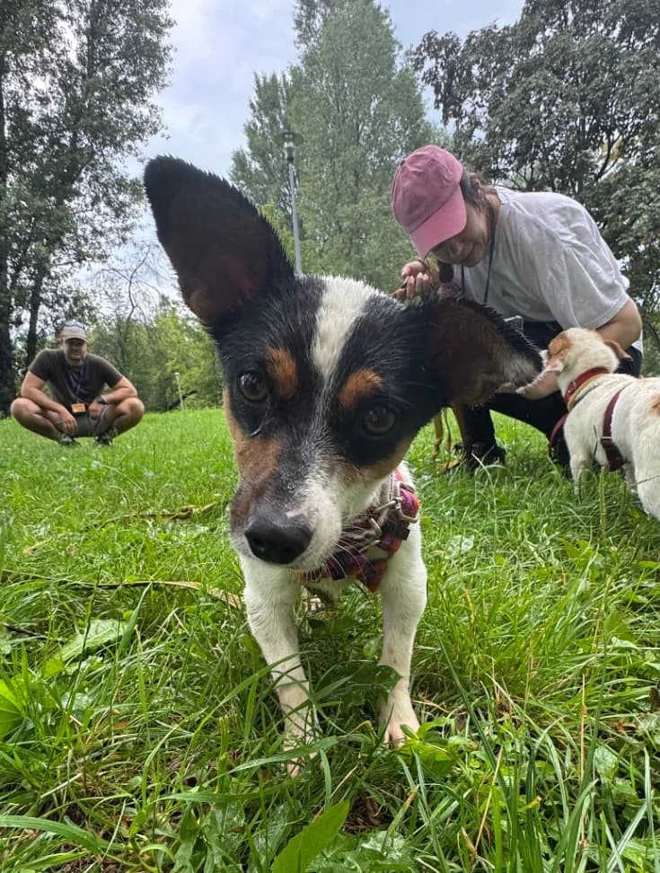 Kalia, female puppy mixed breed for adoption at Schronisko Na Paluchu, Warsaw
