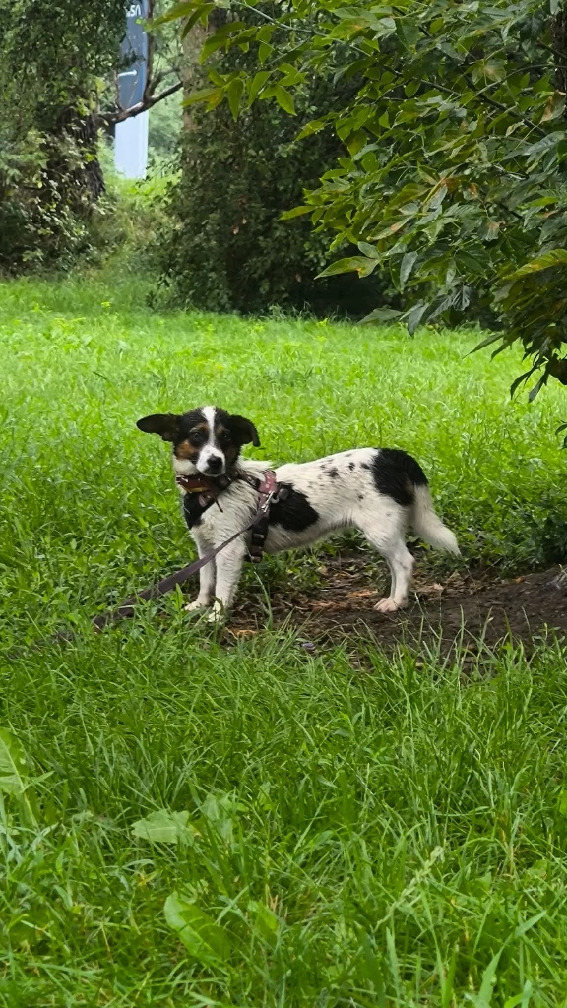Gaia, female puppy mixed breed for adoption at Schronisko Na Paluchu, Warsaw