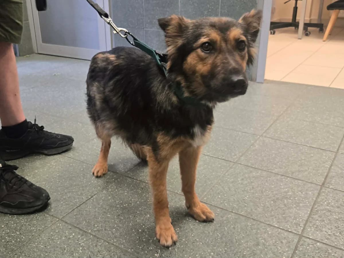 Boni, female 3yo mixed breed for adoption at Schronisko Na Paluchu, Warsaw