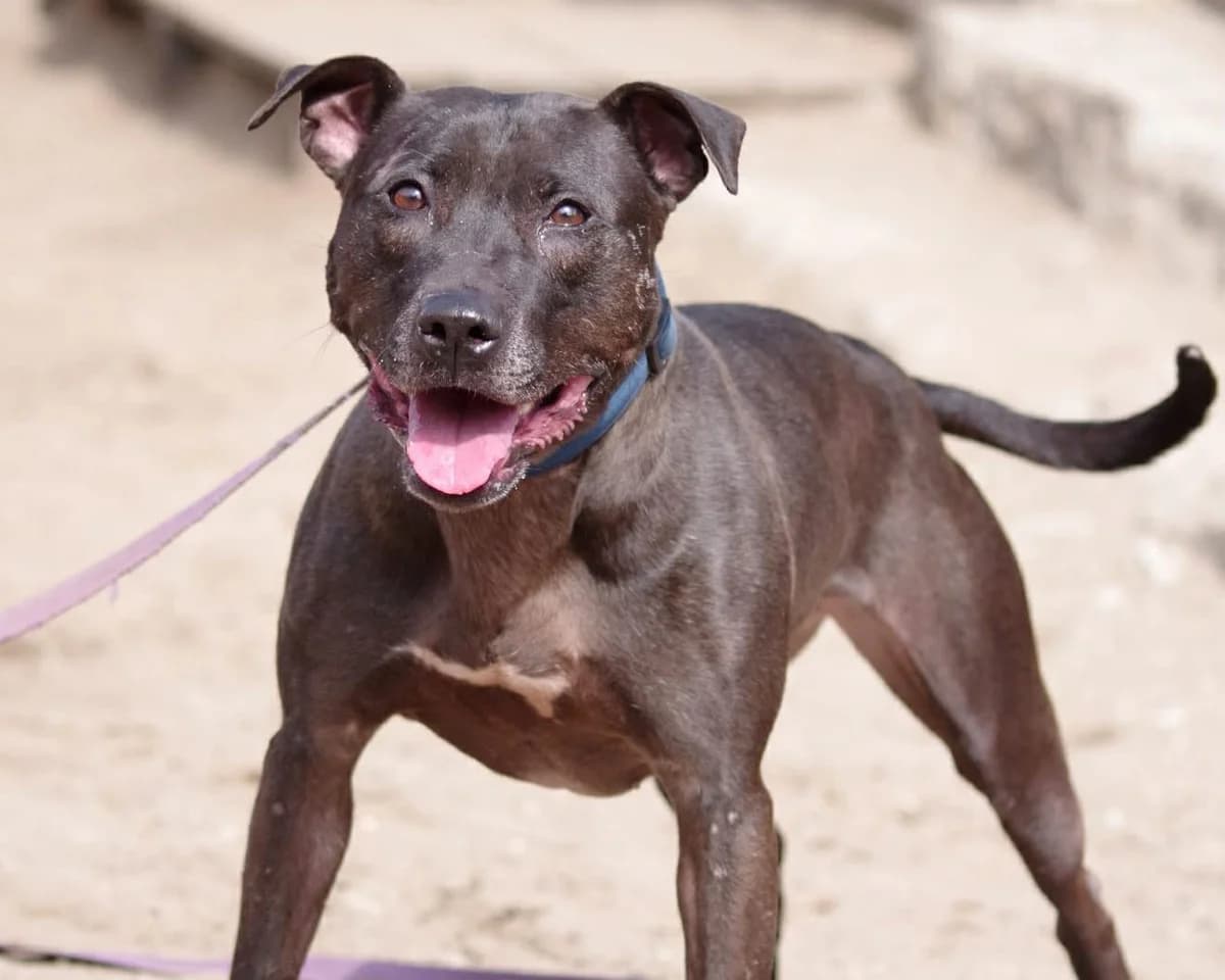 Eris, female senior Pit Bull Terrier for adoption at Schronisko Na Paluchu, Warsaw