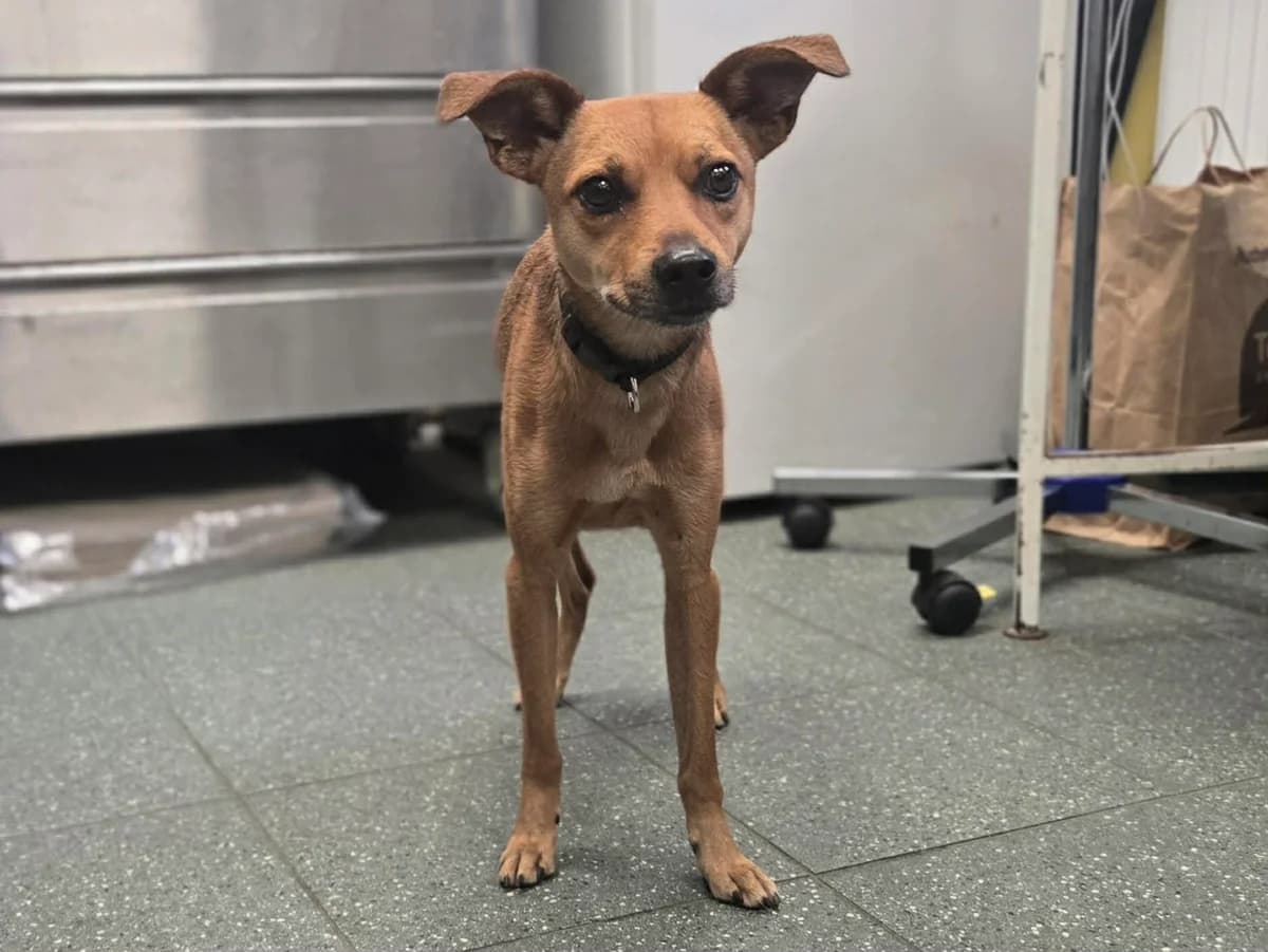 Fluorek, male 6yo mixed breed for adoption at Schronisko Na Paluchu, Warsaw