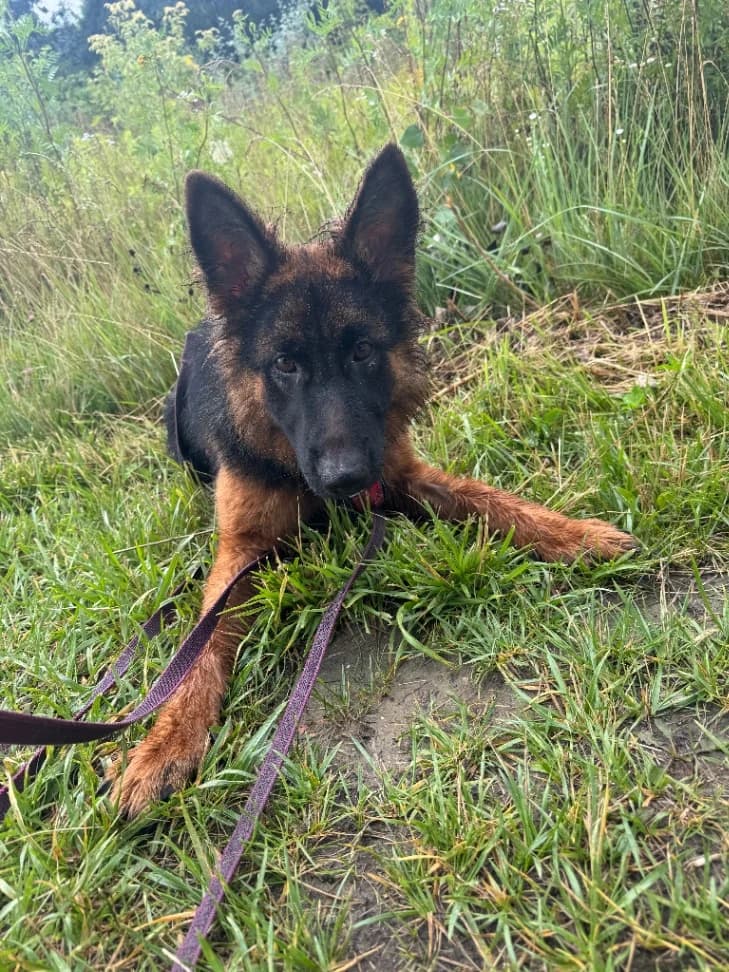 Malwa, female young mixed breed for adoption at Schronisko Na Paluchu, Warsaw
