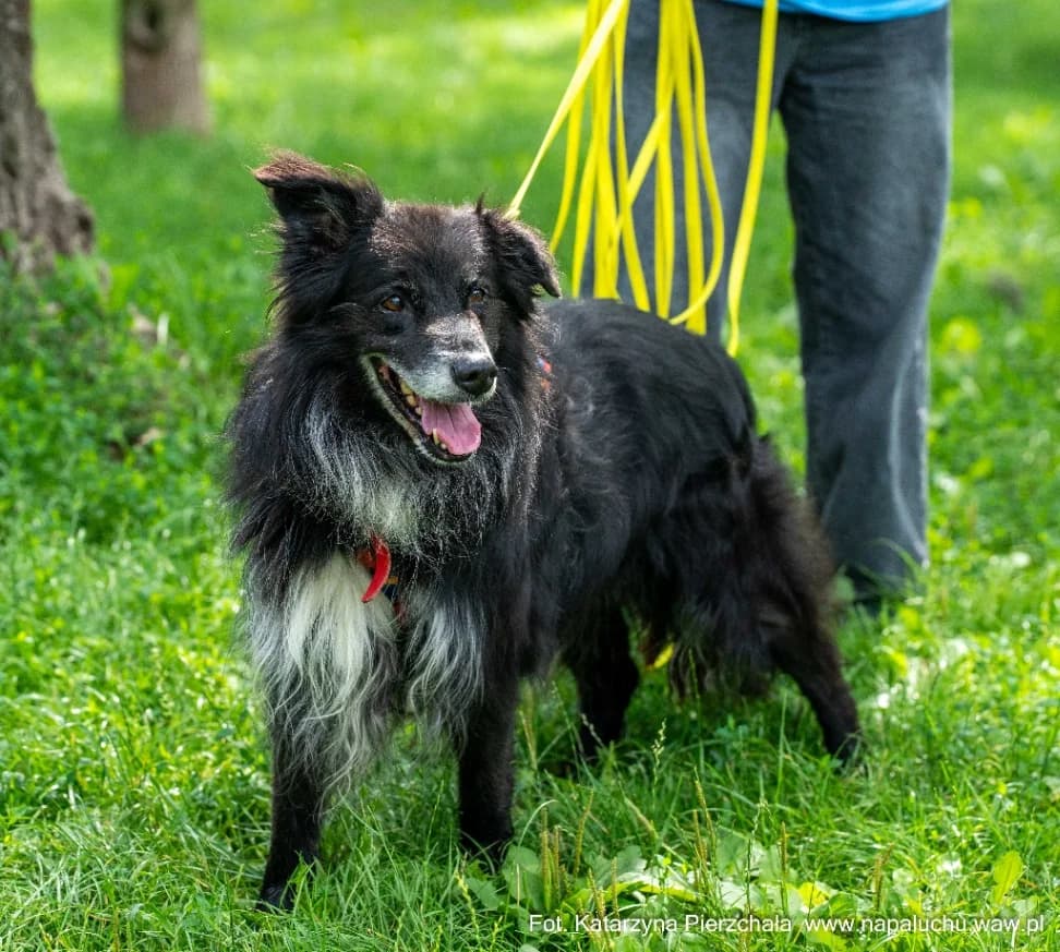 Clifford, male senior mixed breed for adoption at Schronisko Na Paluchu, Warsaw