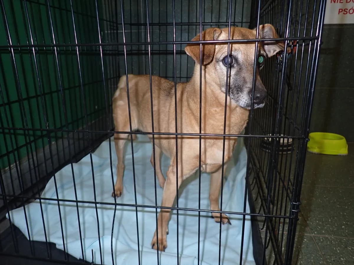 Kropka, female senior mixed breed for adoption at Schronisko Na Paluchu, Warsaw