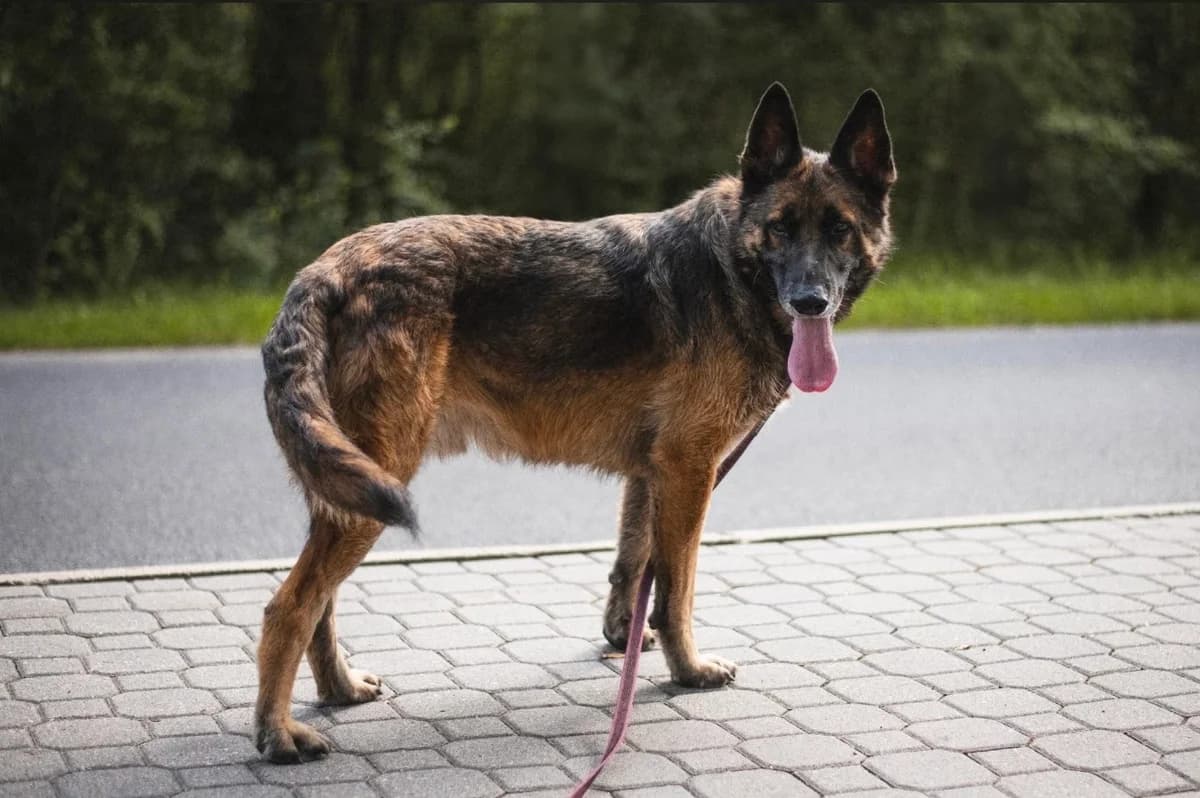 Irys, male 5yo mixed breed for adoption at Schronisko Na Paluchu, Warsaw