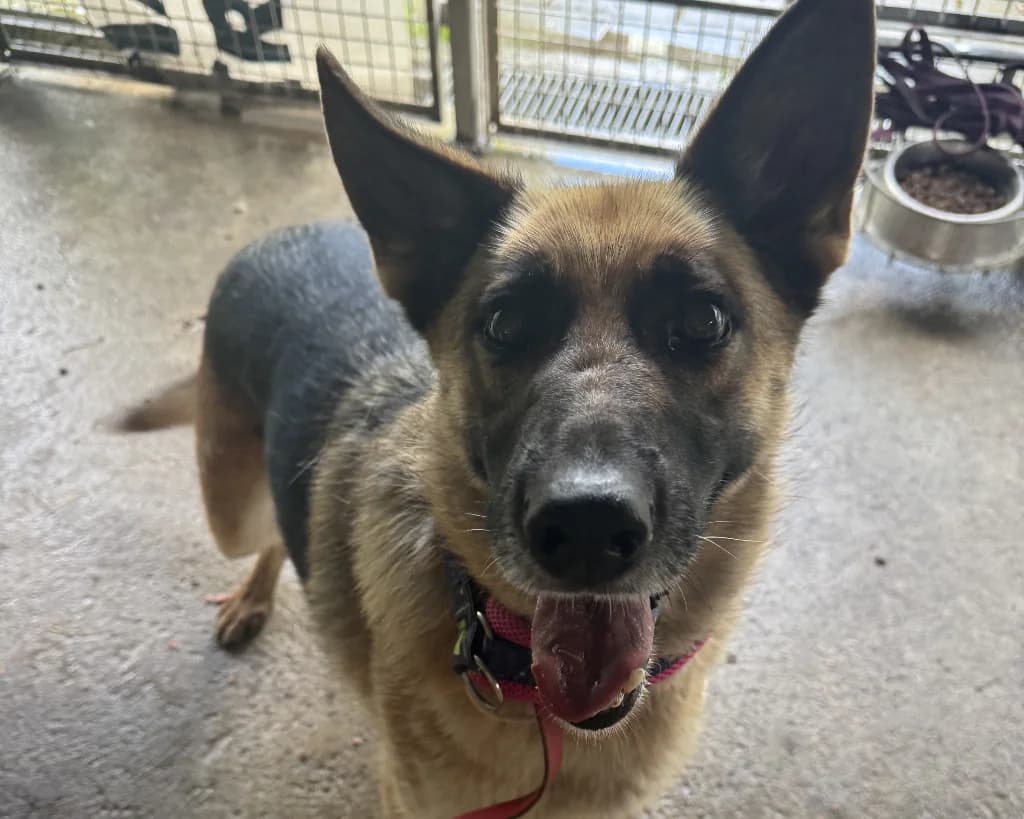 Fuksja, female 4yo mixed breed for adoption at Schronisko Na Paluchu, Warsaw