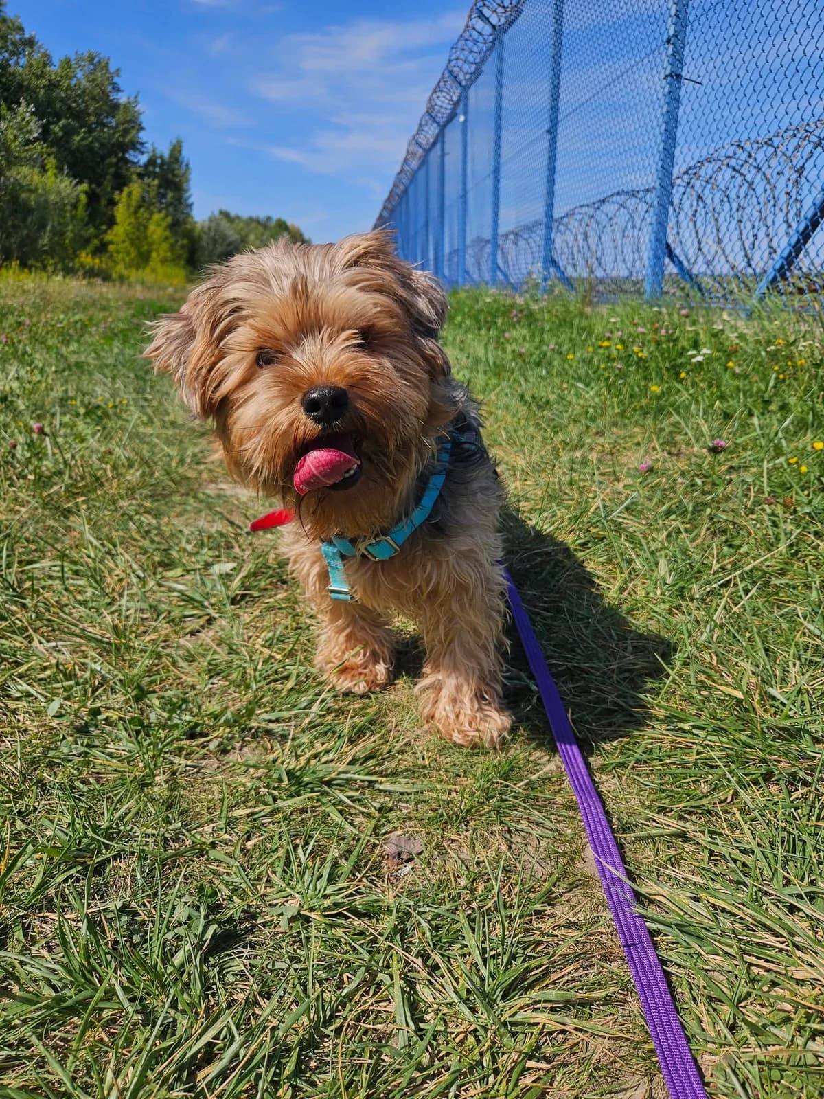 Rubi, female puppy mixed breed for adoption at Schronisko Na Paluchu, Warsaw