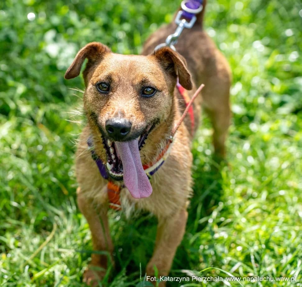 Lira, female puppy mixed breed for adoption at Schronisko Na Paluchu, Warsaw