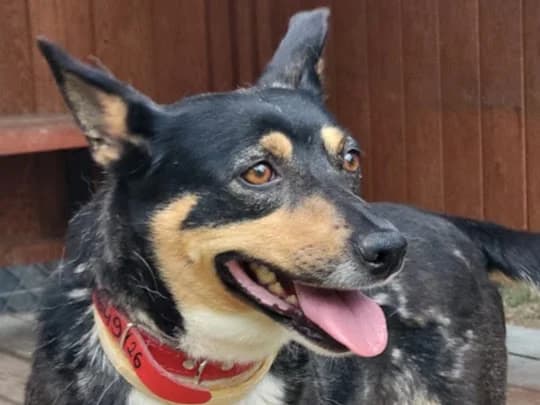 Nitka, female young mixed breed for adoption at Schronisko Na Paluchu, Warsaw