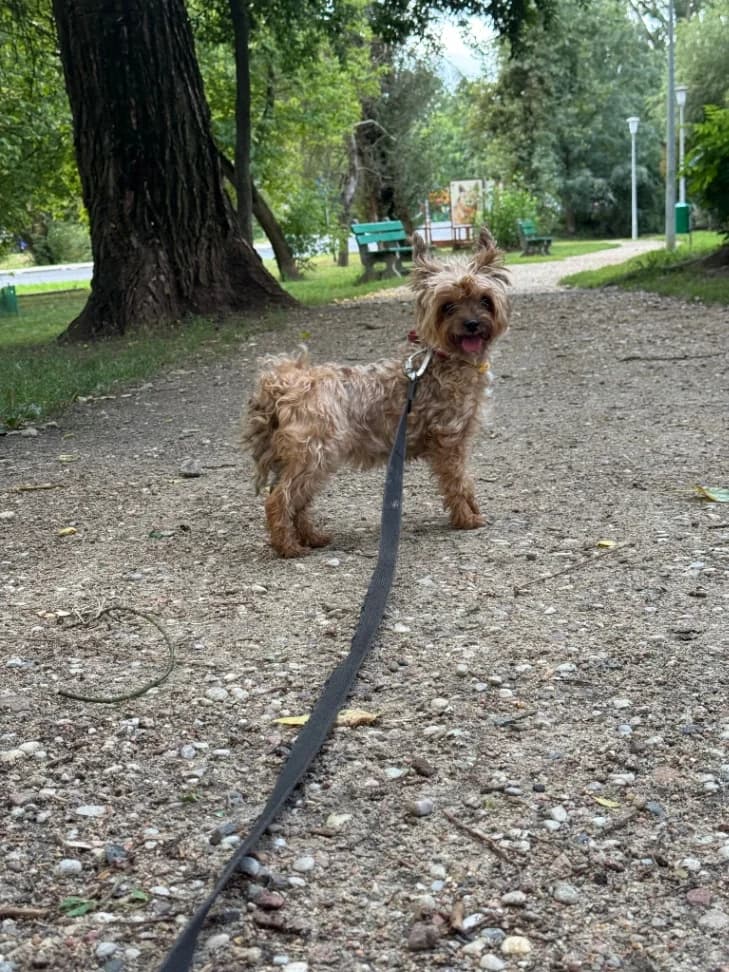 Perełka, female 3yo Yorkshire Terrier for adoption at Schronisko Na Paluchu, Warsaw