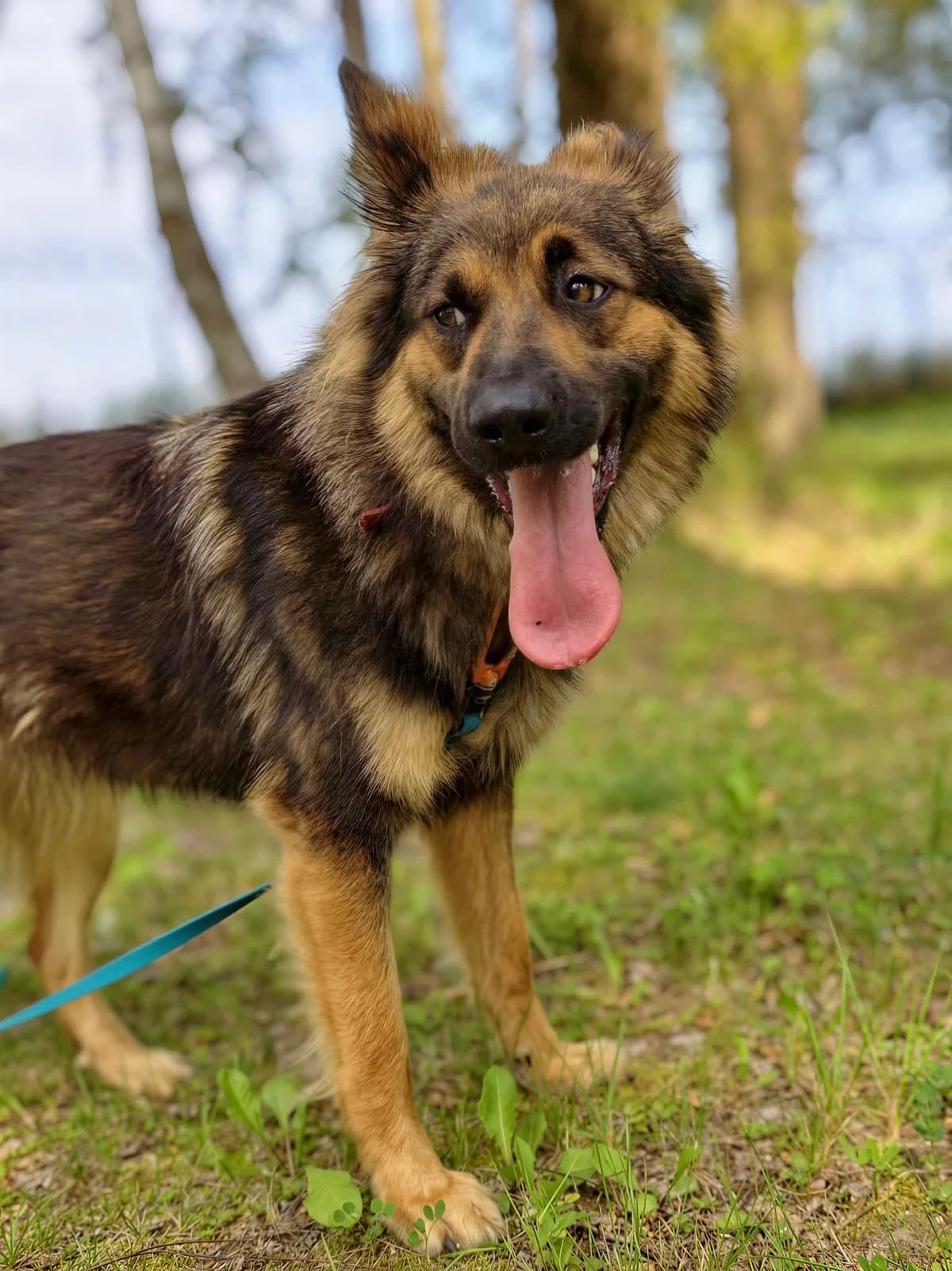 Aza, female 3yo mixed breed for adoption at Schronisko Na Paluchu, Warsaw