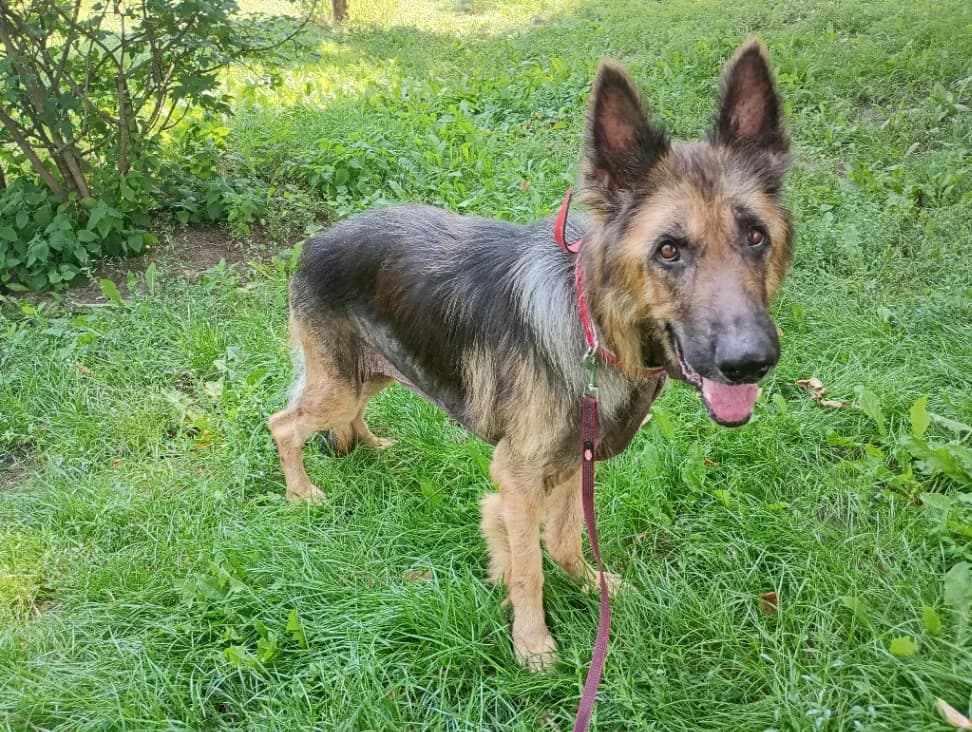 Saba, female senior mixed breed for adoption at Schronisko Na Paluchu, Warsaw