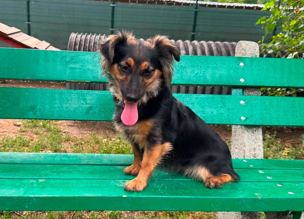 Iskra, female young mixed breed for adoption at Schronisko Na Paluchu, Warsaw