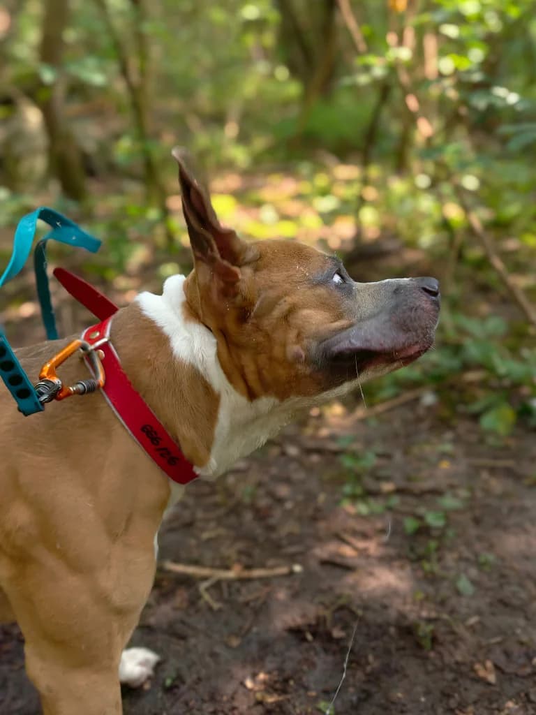 Nergal, male 3yo mixed breed for adoption at Schronisko Na Paluchu, Warsaw