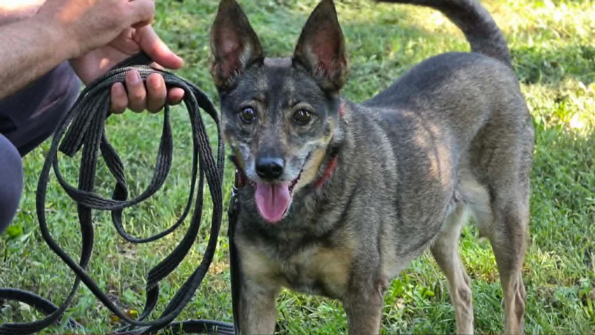 Sonia, female senior mixed breed for adoption at Schronisko Na Paluchu, Warsaw