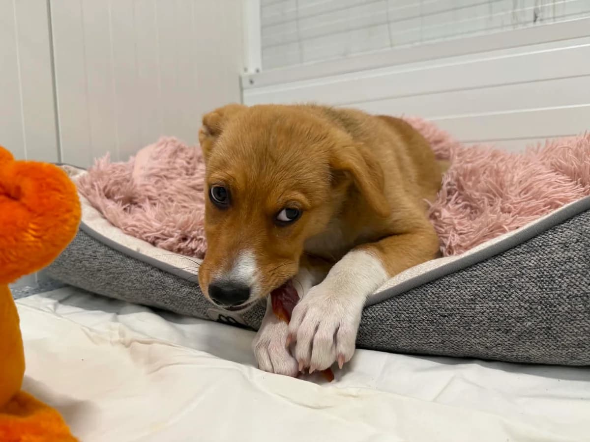 Mango, male puppy mixed breed for adoption at Schronisko Na Paluchu, Warsaw