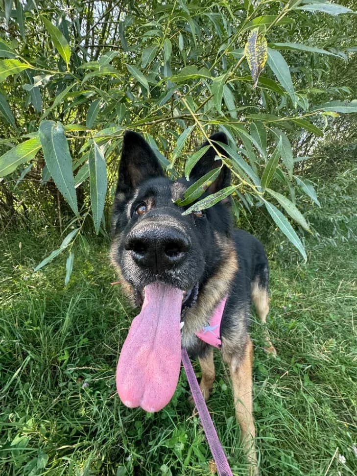 Leonidas, male puppy mixed breed for adoption at Schronisko Na Paluchu, Warsaw