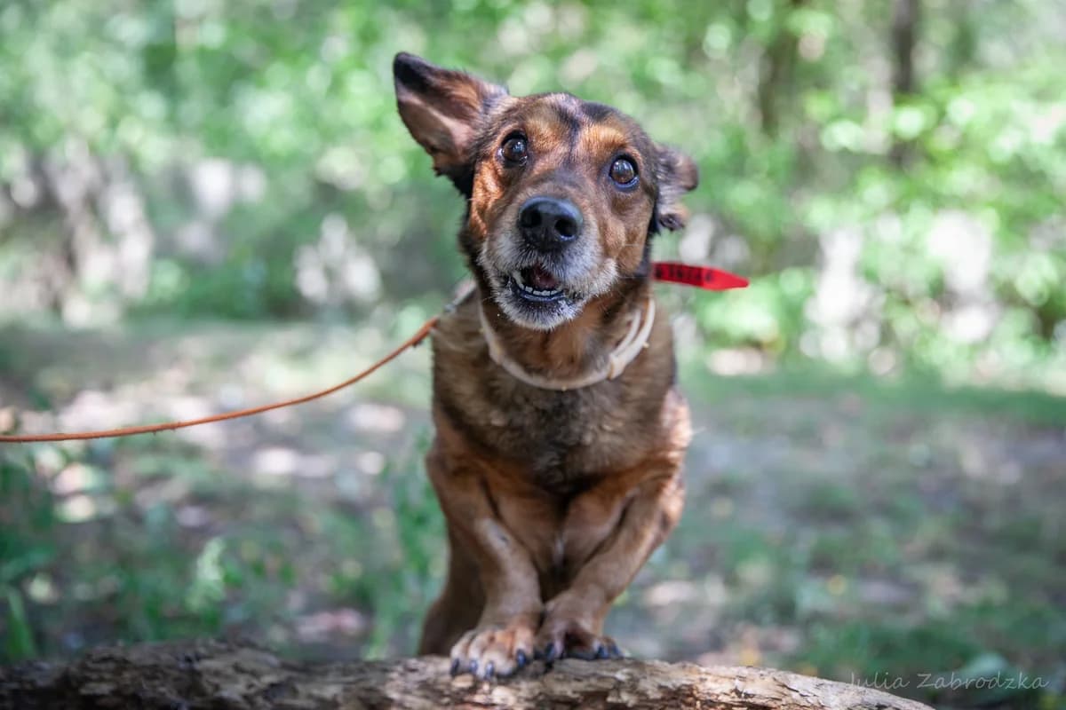 Otto, male senior mixed breed for adoption at Schronisko Na Paluchu, Warsaw