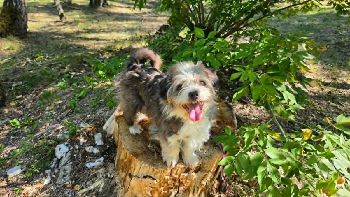 Gagatek, male senior mixed breed for adoption at Schronisko Na Paluchu, Warsaw