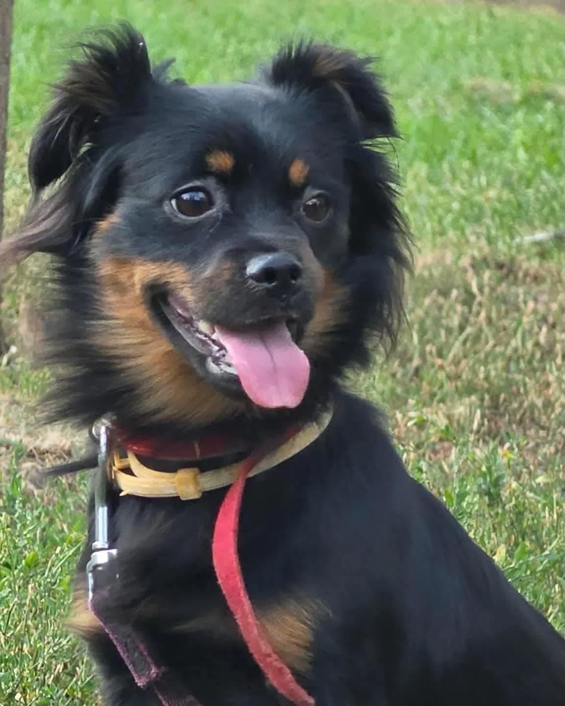 Fikus, male young mixed breed for adoption at Schronisko Na Paluchu, Warsaw