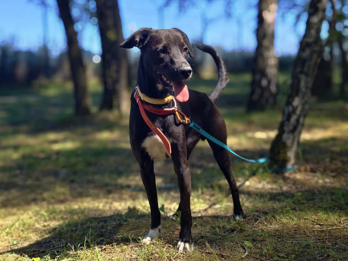 Heban, male young mixed breed for adoption at Schronisko Na Paluchu, Warsaw
