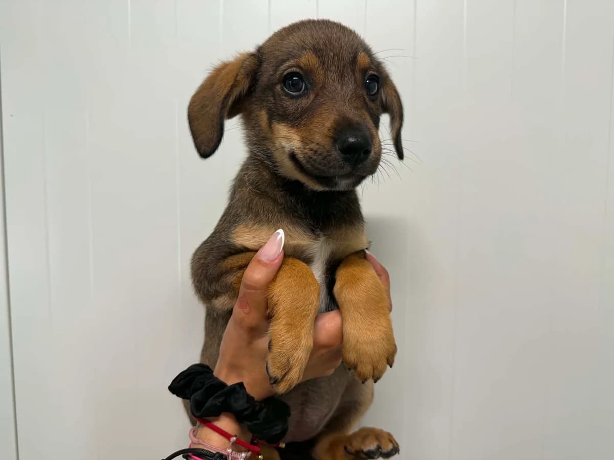 Kalani, female puppy mixed breed for adoption at Schronisko Na Paluchu, Warsaw