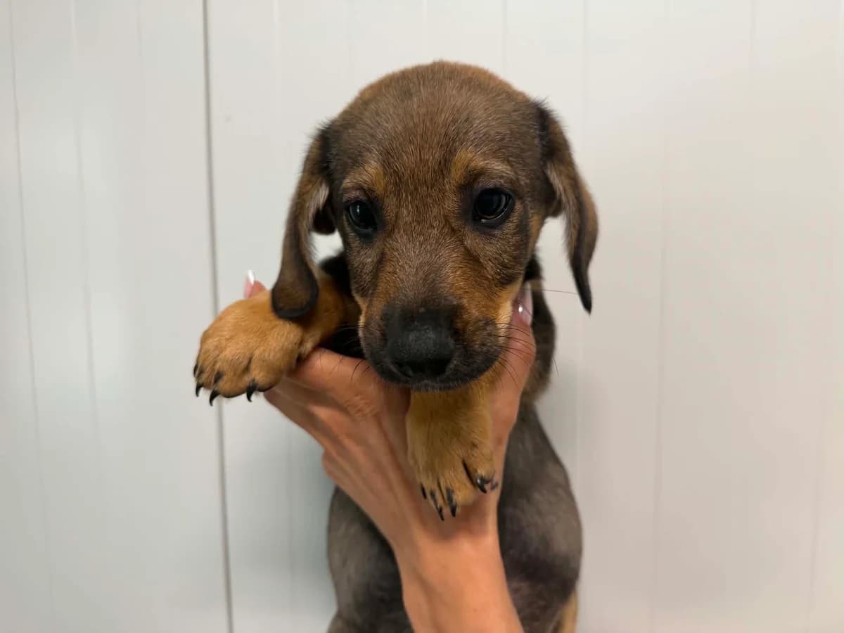 Liko, male puppy mixed breed for adoption at Schronisko Na Paluchu, Warsaw