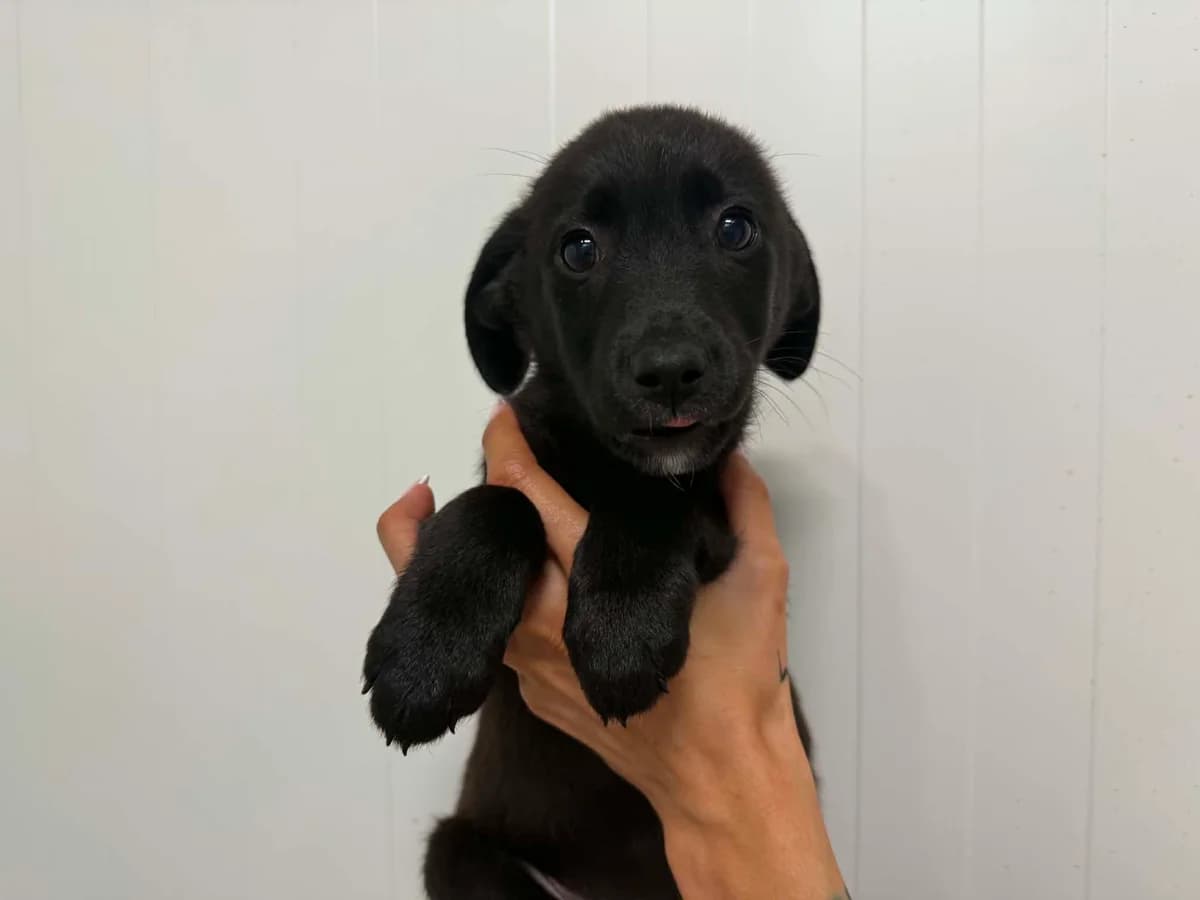 Kai, male puppy mixed breed for adoption at Schronisko Na Paluchu, Warsaw