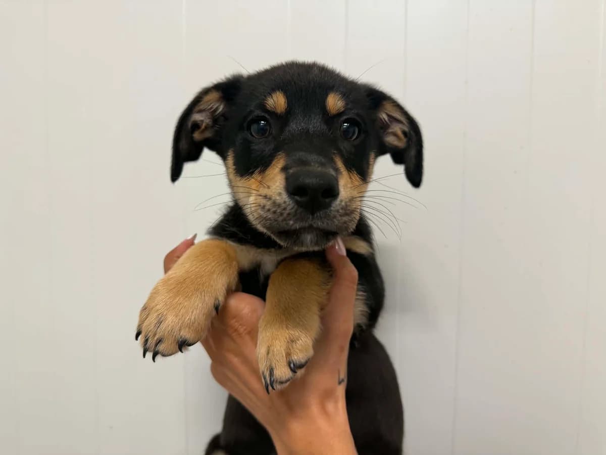Makai, male puppy mixed breed for adoption at Schronisko Na Paluchu, Warsaw