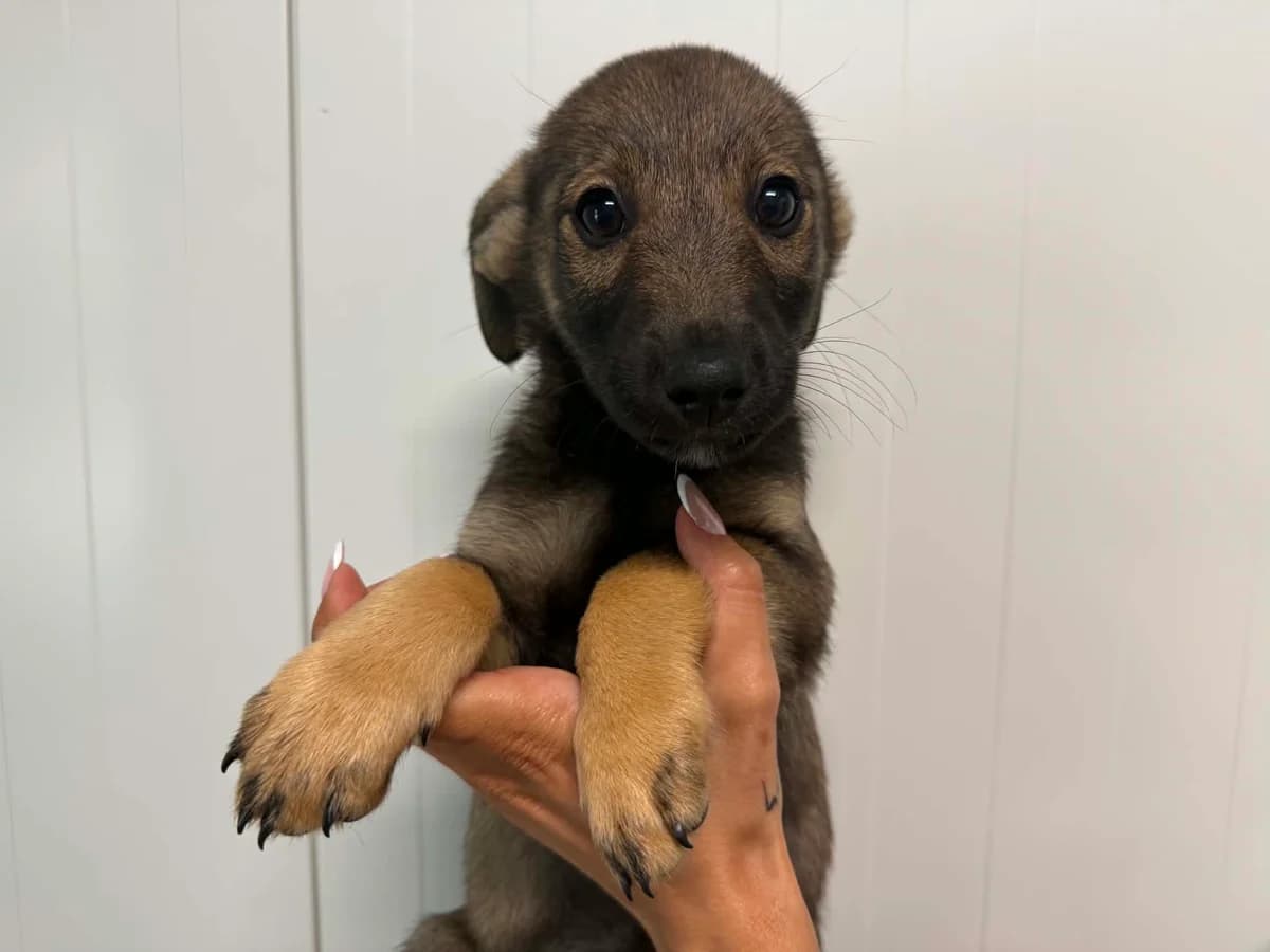 Nalu, male puppy mixed breed for adoption at Schronisko Na Paluchu, Warsaw