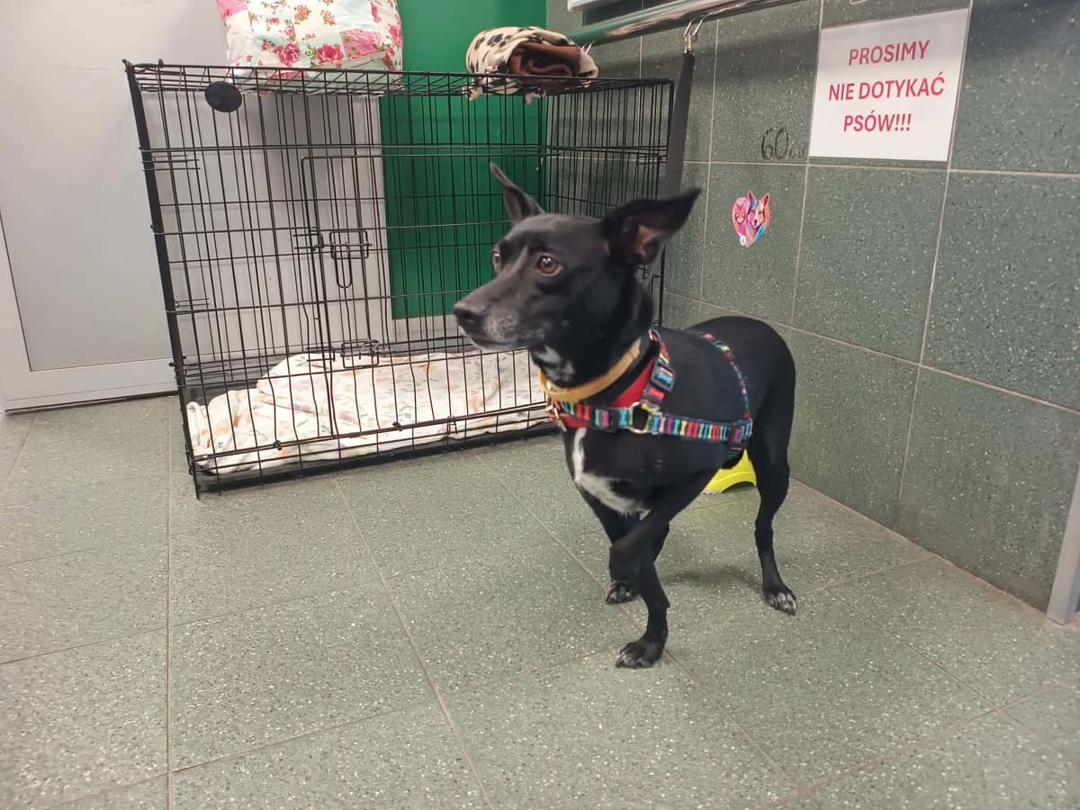 Łezka, female 5yo mixed breed for adoption at Schronisko Na Paluchu, Warsaw