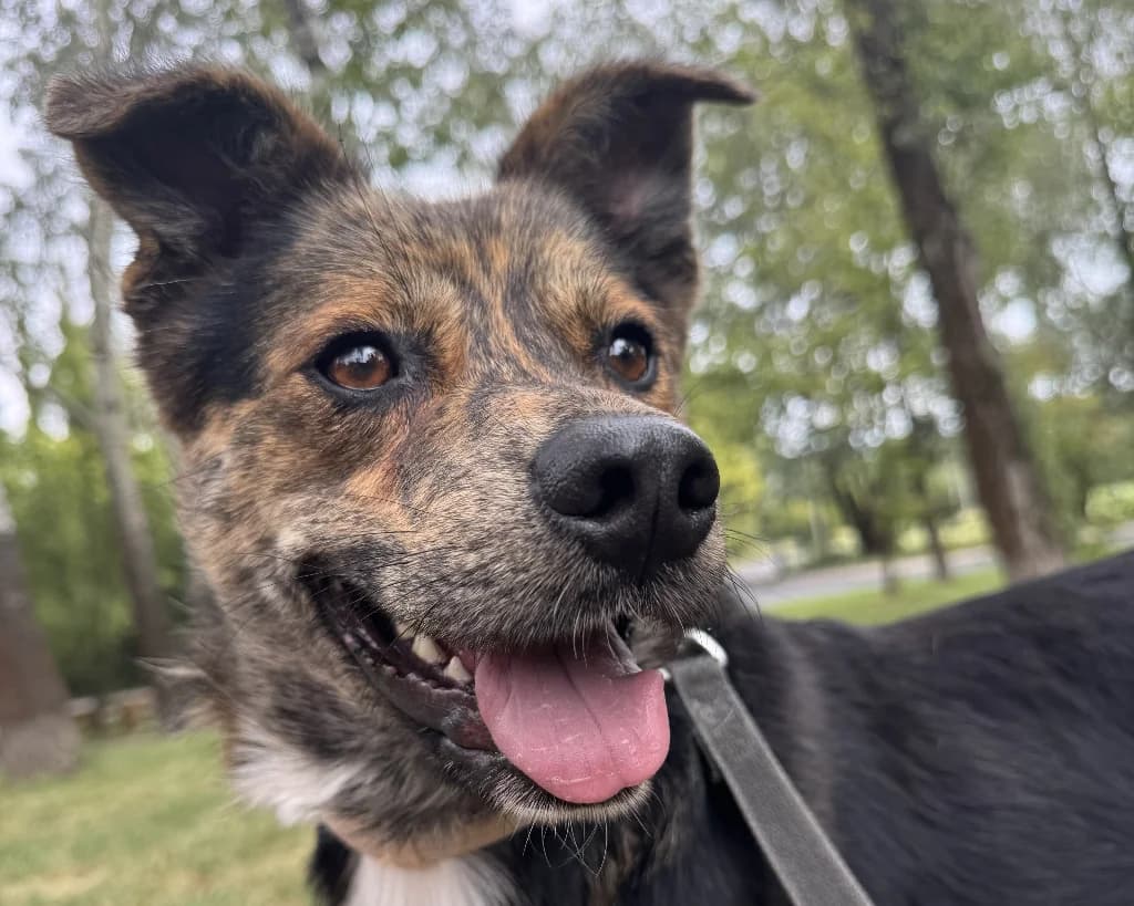 Aster, male 4yo mixed breed for adoption at Schronisko Na Paluchu, Warsaw
