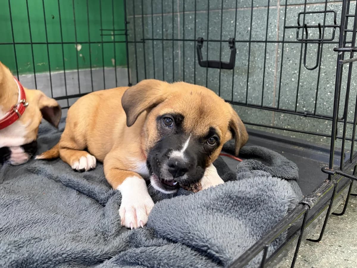 Kreta, female puppy mixed breed for adoption at Schronisko Na Paluchu, Warsaw