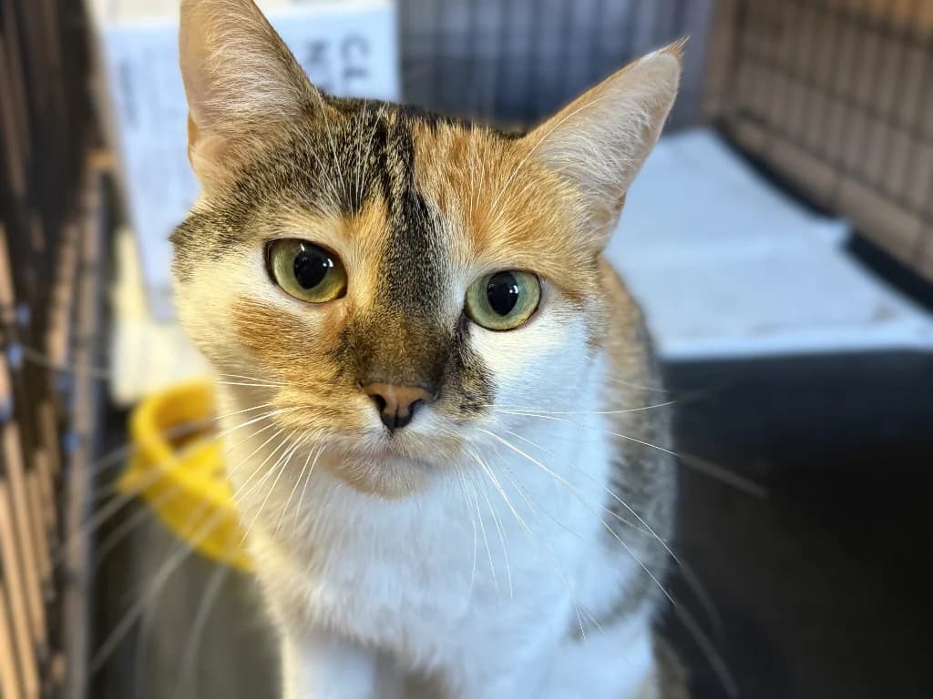 Pysia, female young mixed breed for adoption at Schronisko Na Paluchu, Warsaw