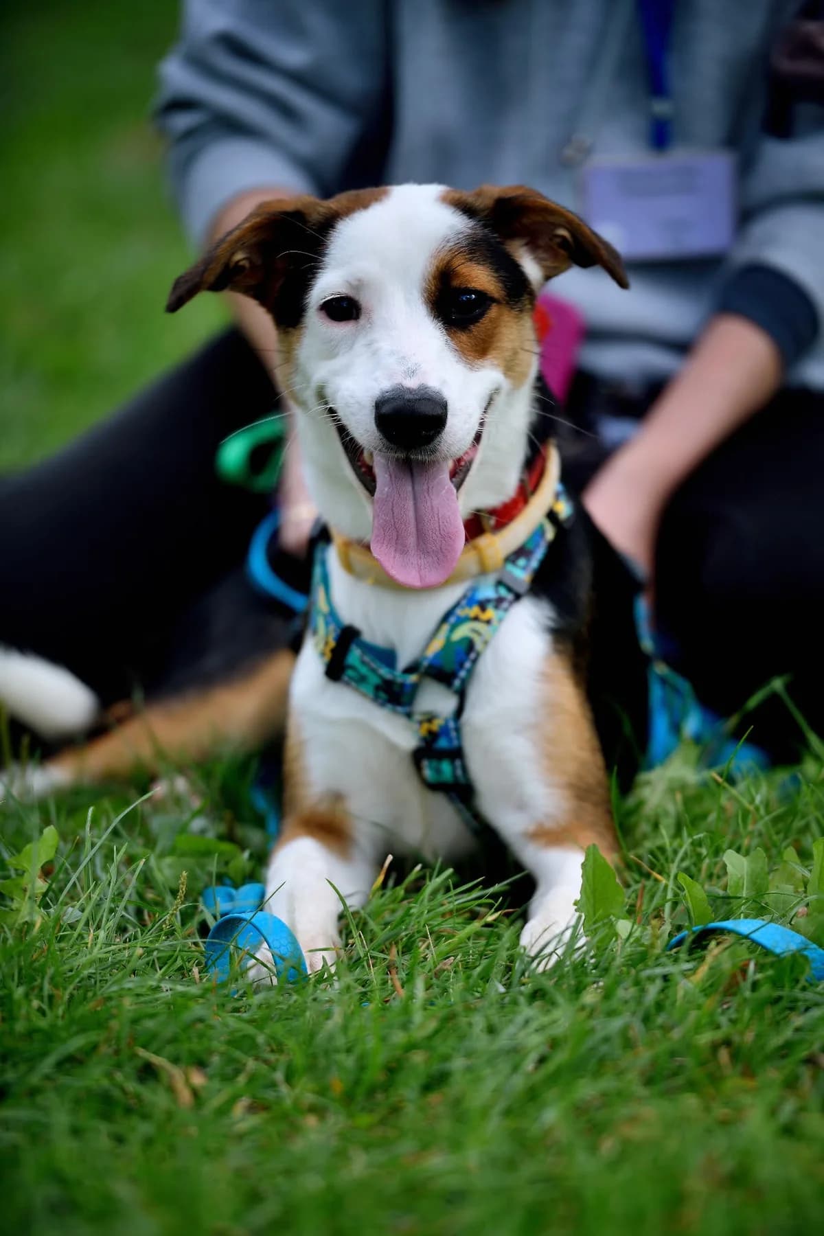 Piwonia, female puppy mixed breed for adoption at Schronisko Na Paluchu, Warsaw