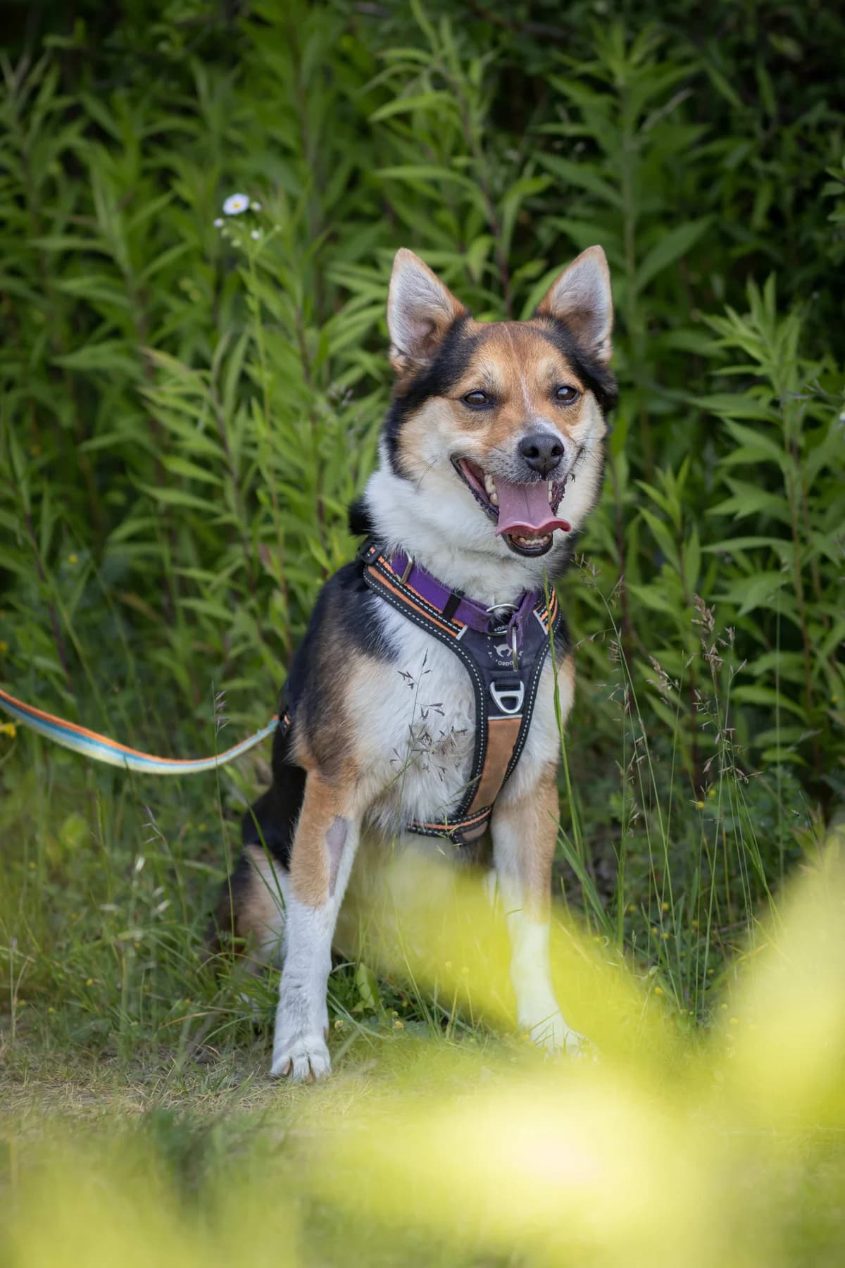 Willy,  (Schronisko Na Paluchu)