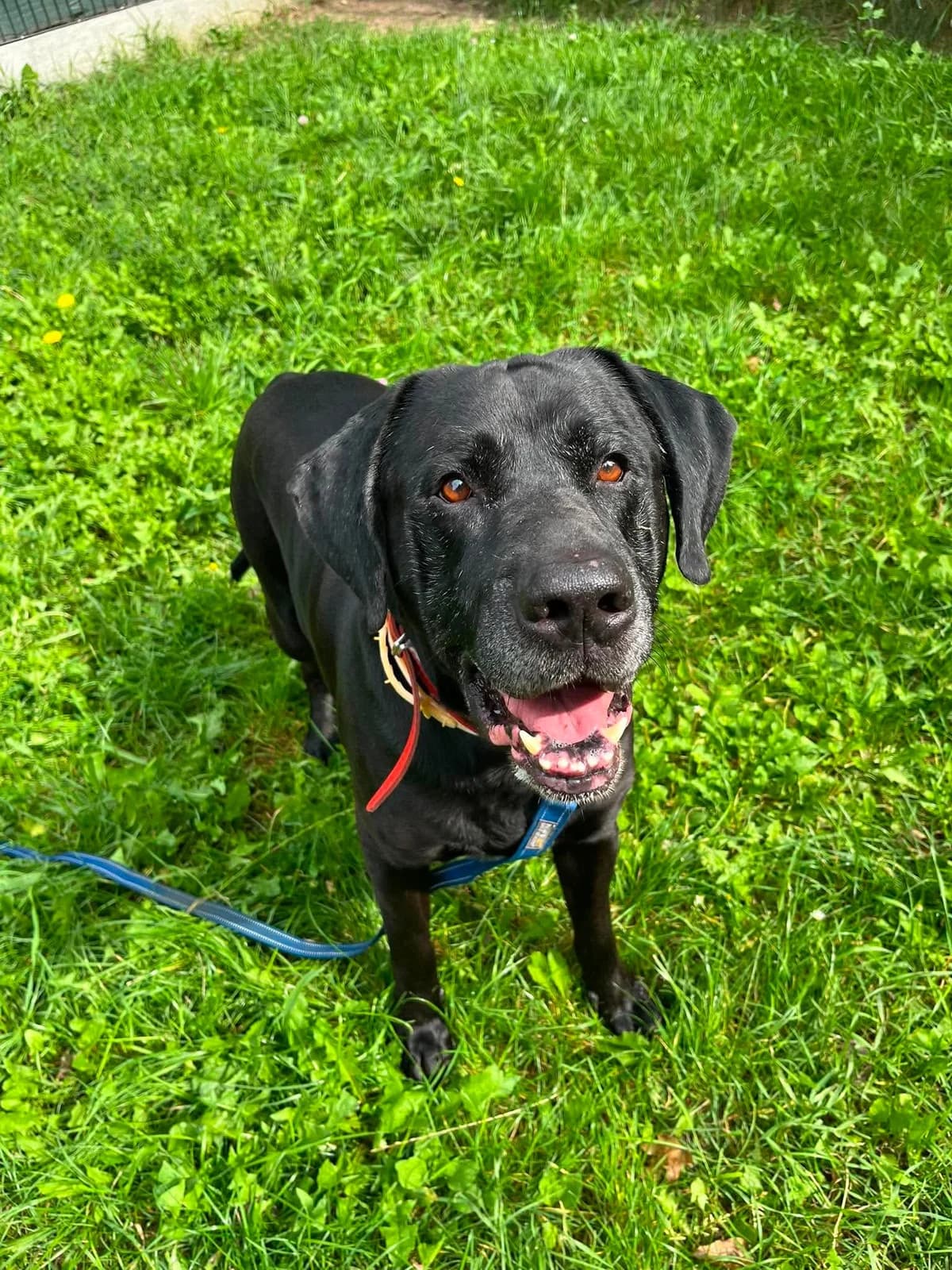 Pascal, male 5yo mixed breed for adoption at Schronisko Na Paluchu, Warsaw