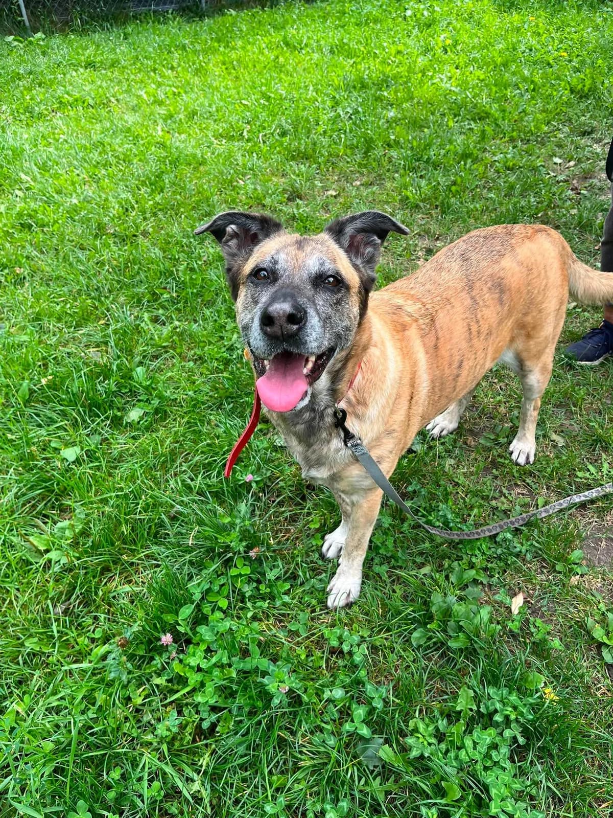 Balta, female 5yo mixed breed for adoption at Schronisko Na Paluchu, Warsaw