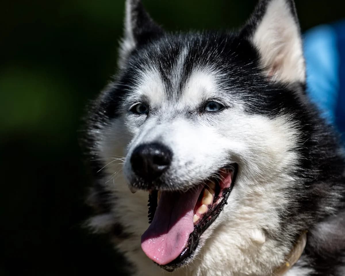Kajla, female senior Husky for adoption at Schronisko Na Paluchu, Warsaw