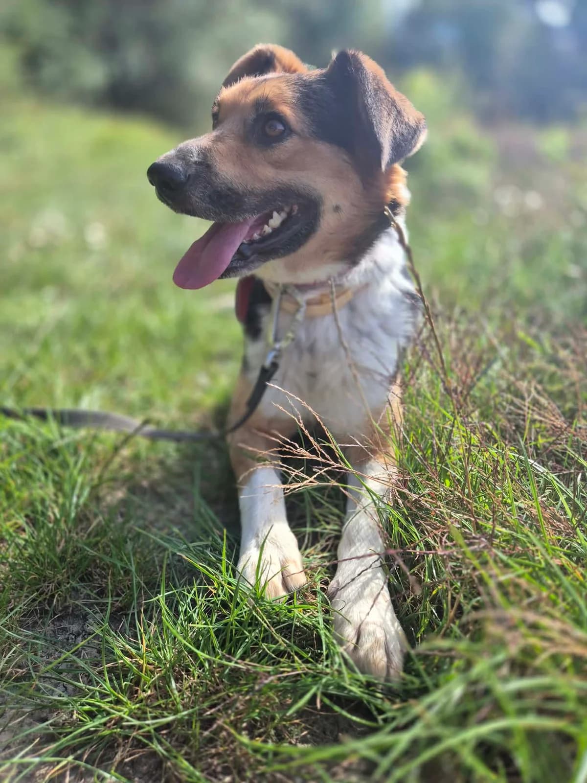 Norek, male 3yo mixed breed for adoption at Schronisko Na Paluchu, Warsaw