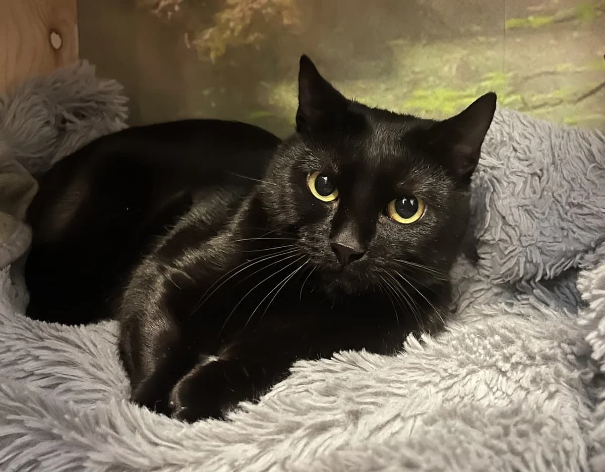 Figaro,  (Schronisko Na Paluchu)