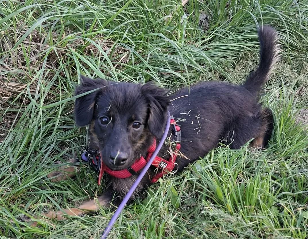 Lilka, female puppy mixed breed for adoption at Schronisko Na Paluchu, Warsaw