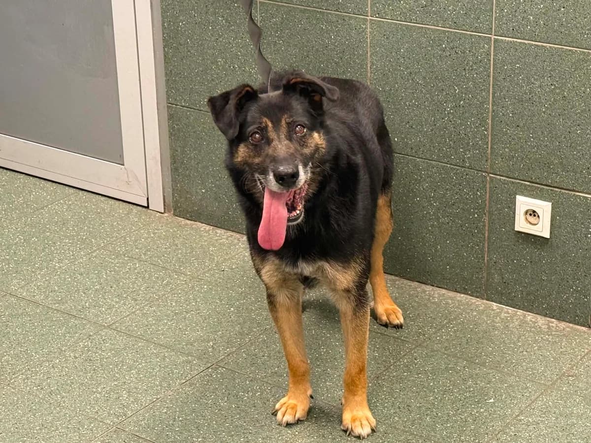 Zenek, male senior mixed breed for adoption at Schronisko Na Paluchu, Warsaw