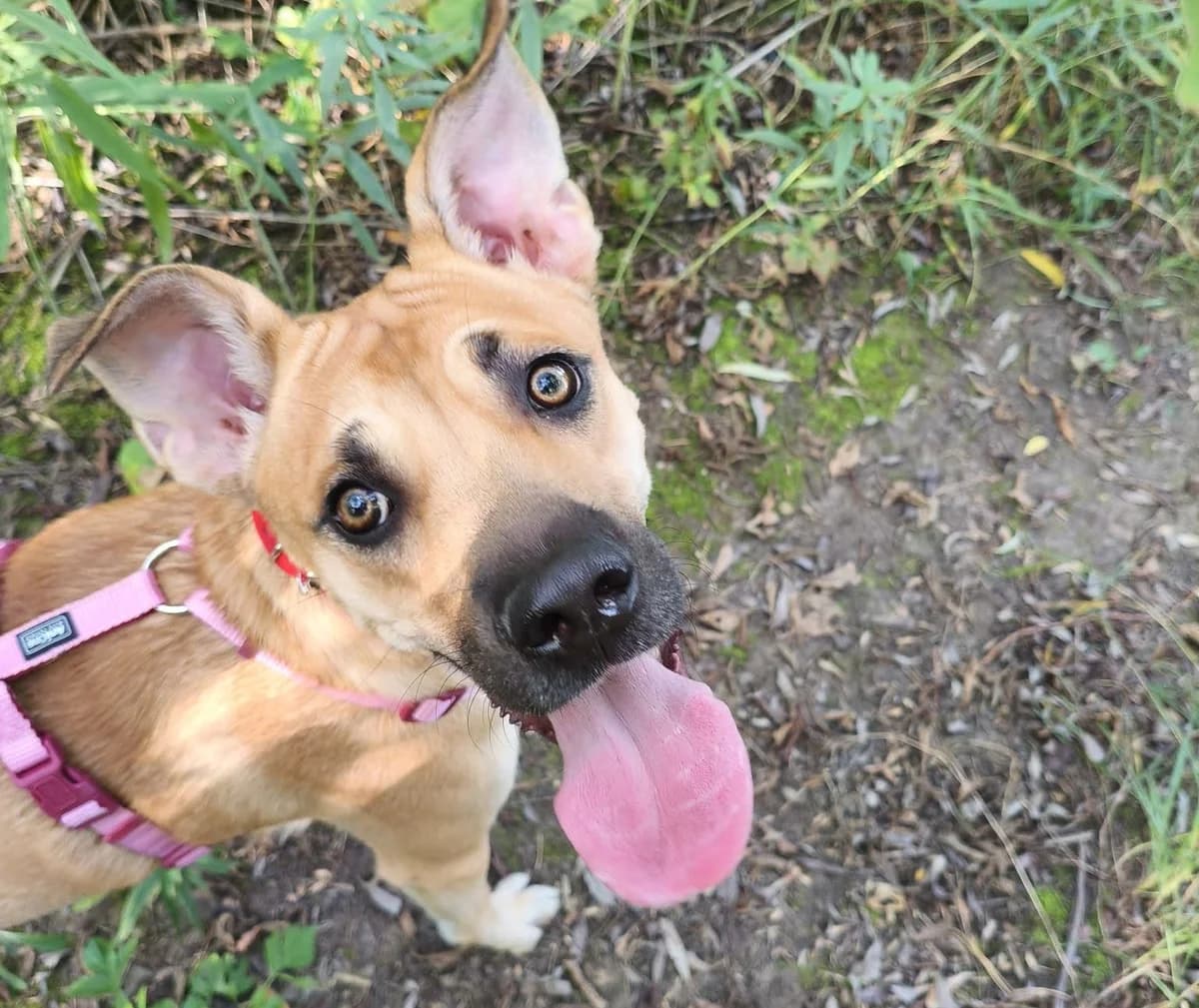 Matcha, female young mixed breed for adoption at Schronisko Na Paluchu, Warsaw