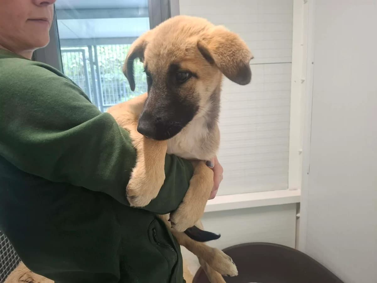 Selina, female puppy mixed breed for adoption at Schronisko Na Paluchu, Warsaw